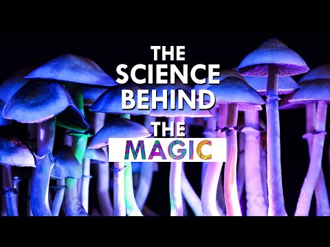 Shrooms Unveiled: Your Magic Mushroom Questions Answered