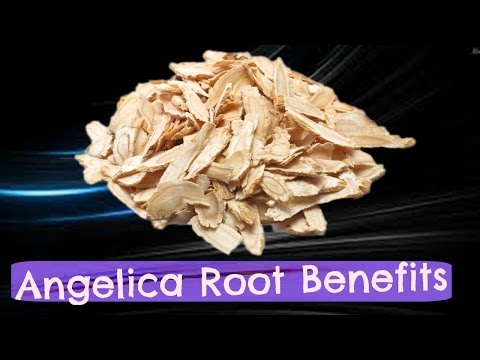 Angelica Archangelica: Benefits, Risks, and Insights
