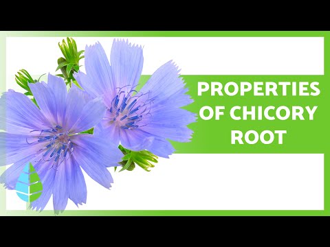 Exploring Health Benefits of Chicory for Wellness and Care