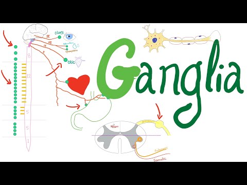 Ganglia: Understanding Their Role and Care in the Body