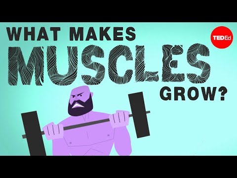 Understanding Muscle Fibers: Key to Optimal Health and Healing post thumbnail image