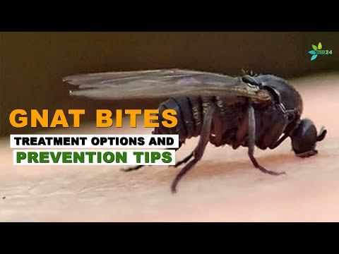 Gnat Bites: Relief Strategies and Prevention Ideas
