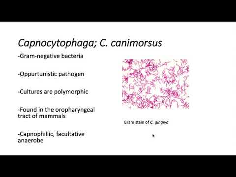 Essential Facts About Capnocytophaga and Your Health
