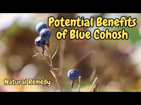 Understanding Blue Cohosh: Uses, Risks, and Health Insights