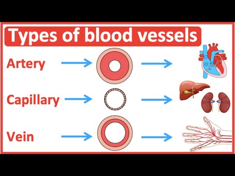 Arteries, Veins, and Capillaries: Key Differences Explained