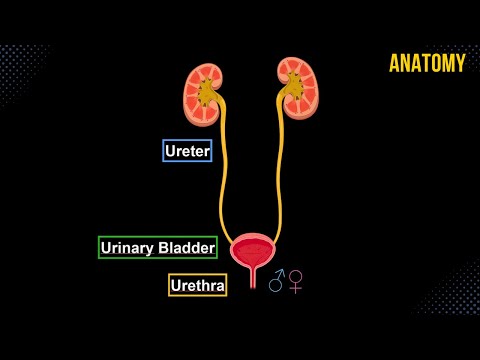 Understanding the Urethra: Anatomy, Role, and Care Options