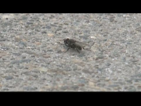 Essential Facts About Black Flies You Shouldn't Miss