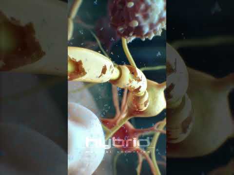 Myelin Sheath and Multiple Sclerosis: A Complex Connection