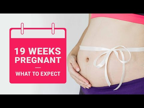 Navigating 19 Weeks Pregnant: Symptoms and Insights