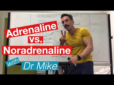 Understanding Epinephrine vs. Norepinephrine: Key Health Insights