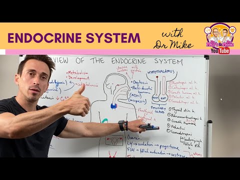Understanding Your Endocrine System for Better Health Care