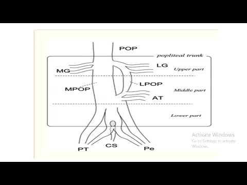 Understanding the Popliteal Vein: Its Anatomy and Health Impact