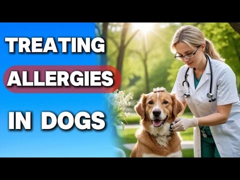 Understanding Dog Allergies: Symptoms, Causes, and Treatments