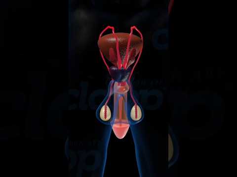 Inside the Male Reproductive System: Organs and Functions