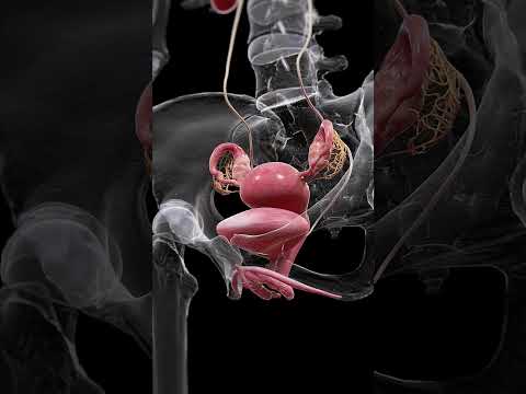 Understanding Female Urology and External Sexual Anatomy