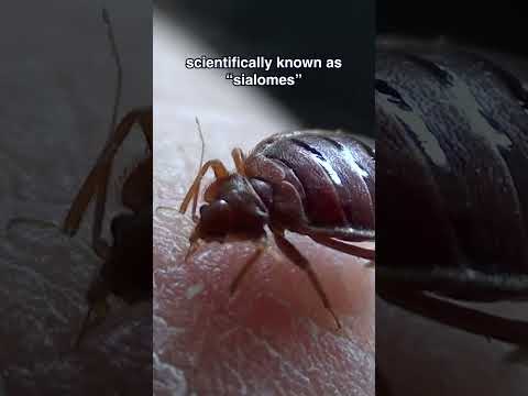 Parasite Portraits: Lice, Bedbugs, and Ringworms Revealed