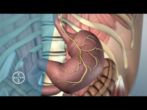 Inside the Abdomen: Functions and Visual Insights