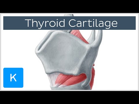 Understanding Thyroid Cartilage: Anatomy and Health Insights post thumbnail image