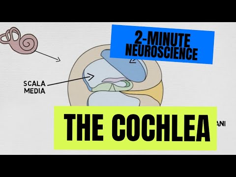 Understanding The Inner Ear: Its Role In Hearing Health