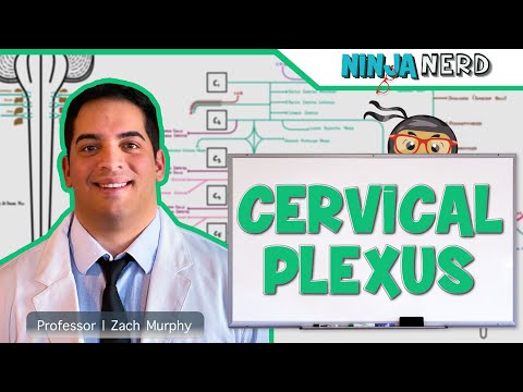 Understanding Cervical Plexus: Key Functions and Treatments
