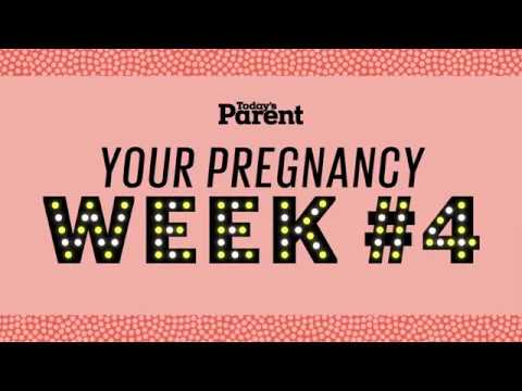 What to Expect in Your Pregnancy: Weeks 1-4 Journey