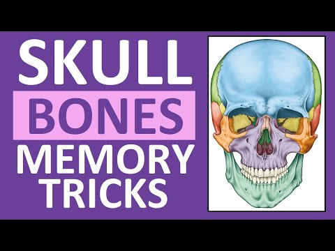 Understanding the Cranium: Functions Essential for Health