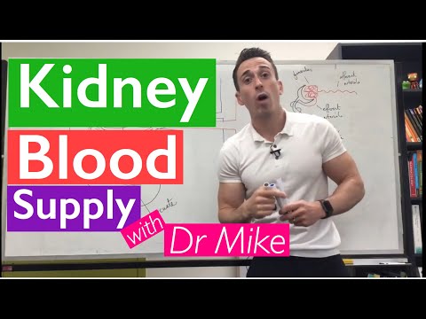 Understanding Kidney Blood Vessels: Diagram and Function