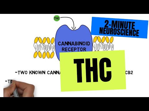 Understanding Tetrahydrocannabivarin: Uses and Side Effects
