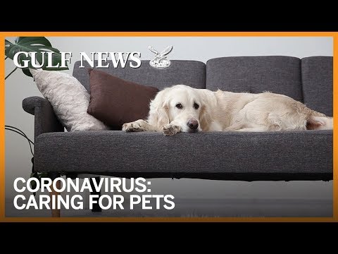 Protecting Your Pets During the Coronavirus Pandemic