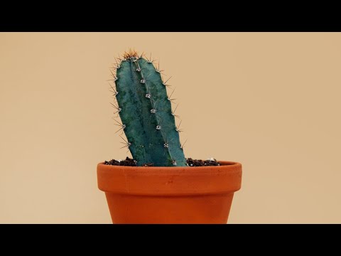 Understanding Balanitis: Penis Tip and Foreskin Infection