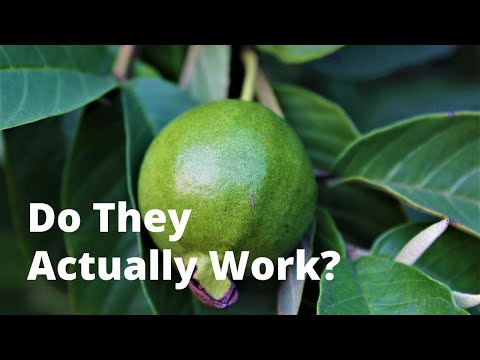 Can Guava Leaves Support Your Weight Loss Journey?