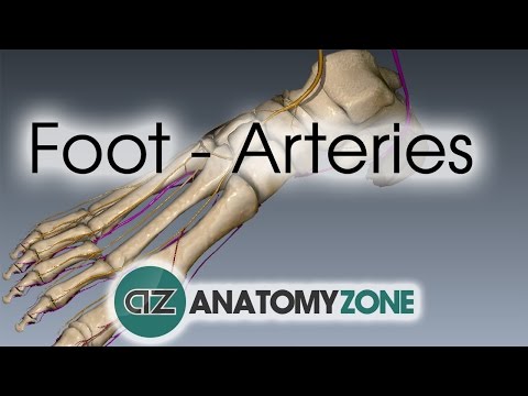 Understanding the Dorsalis Pedis Artery: Key to Foot Health