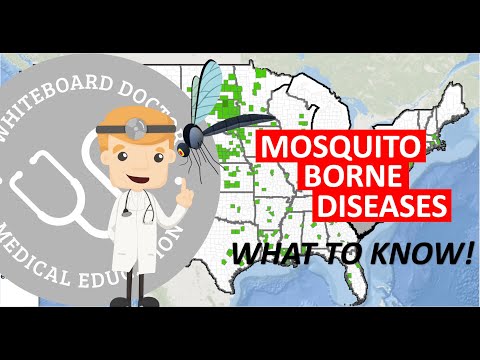 Mosquito-Borne Illnesses: What You Should Know Now