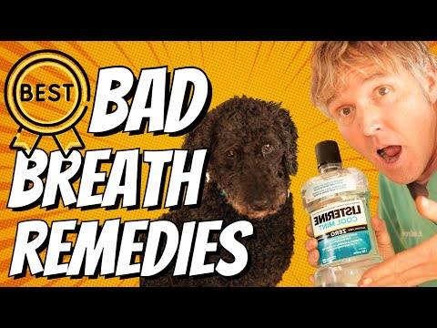 Effective Natural Remedies for Managing Bad Breath post thumbnail image