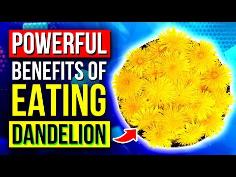 Dandelion's Surprising Health Perks and Risks