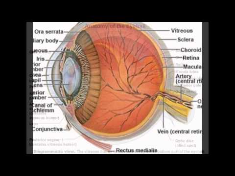 Sclera Anatomy and Function Illustrated in Body Maps