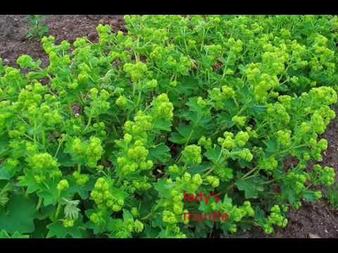 Understanding Alchemilla: Benefits, Risks, and Health Insights post thumbnail image