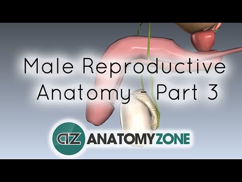 Glans Penis: Anatomy, Functions, and Common Issues Explained