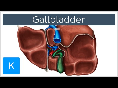 Understanding Gallbladder Anatomy, Function, and Testing