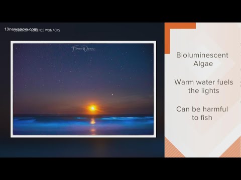 Understanding Bioluminescent Algae and Its Health Benefits