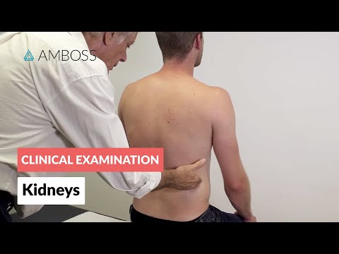 Kidneys Unveiled: Their Role and Location in Your Body post thumbnail image