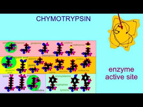 Chymotrypsin: Key Uses and Potential Side Effects Revealed
