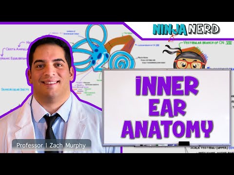Unlocking the Secrets of Inner Ear Anatomy and Function