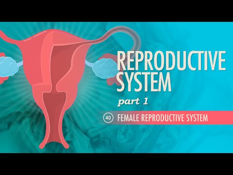 Understanding The Vagina's Role in Sex and Reproductive Health