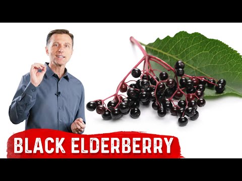 Unlock the Health Benefits of Black Elderberry Today!