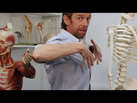 Understanding External Intercostals: Function and Care Tips post thumbnail image