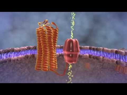 Understanding the Parathyroid Hormone (PTH) Test for Health