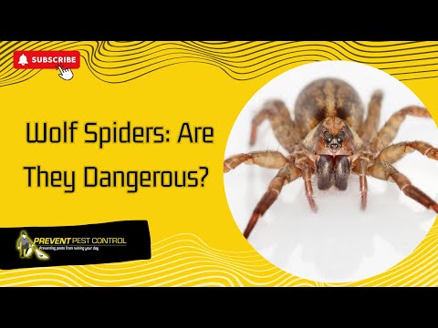 Beware: The Threat of Rabid Wolf Spiders at Home