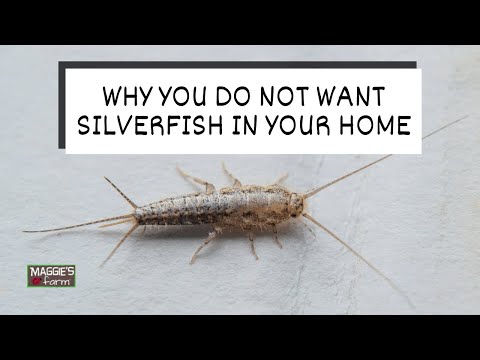 What You Need to Know About Silverfish and Your Health