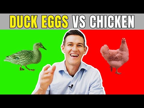 Duck Eggs: Nutritional Powerhouse and Health Perks Revealed post thumbnail image